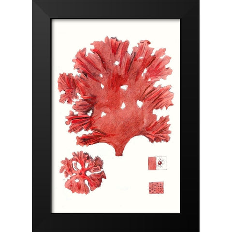 Striking Seaweed IV Black Modern Wood Framed Art Print by Vision Studio