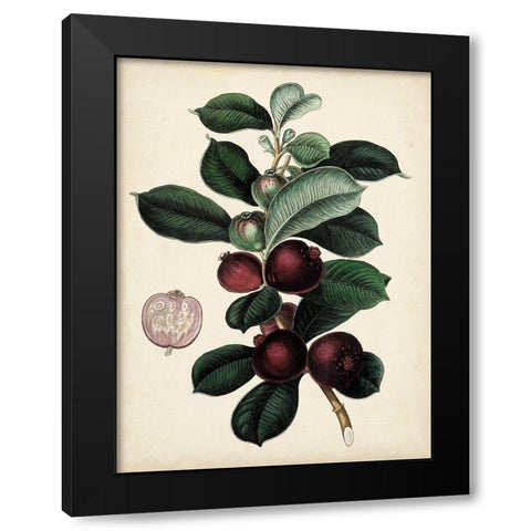 Antique Foliage and Fruit I Black Modern Wood Framed Art Print by Vision Studio