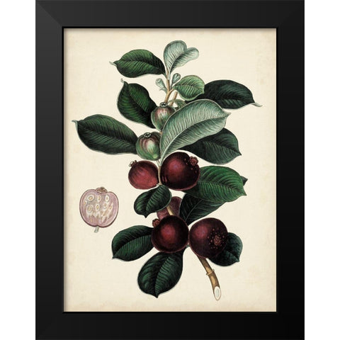 Antique Foliage and Fruit I Black Modern Wood Framed Art Print by Vision Studio