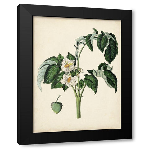 Antique Foliage and Fruit II Black Modern Wood Framed Art Print with Double Matting by Vision Studio