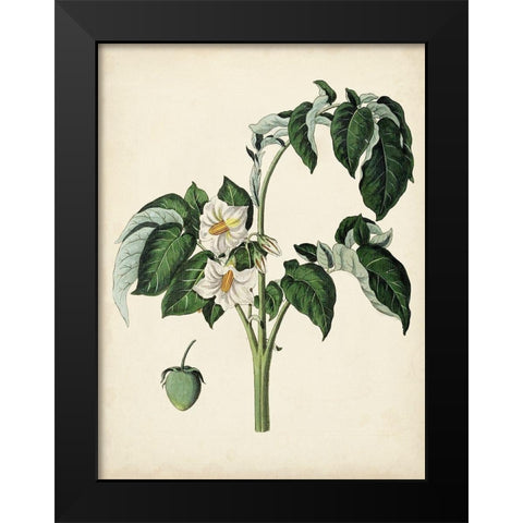 Antique Foliage and Fruit II Black Modern Wood Framed Art Print by Vision Studio