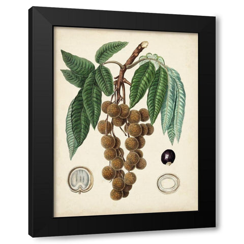 Antique Foliage and Fruit III Black Modern Wood Framed Art Print with Double Matting by Vision Studio