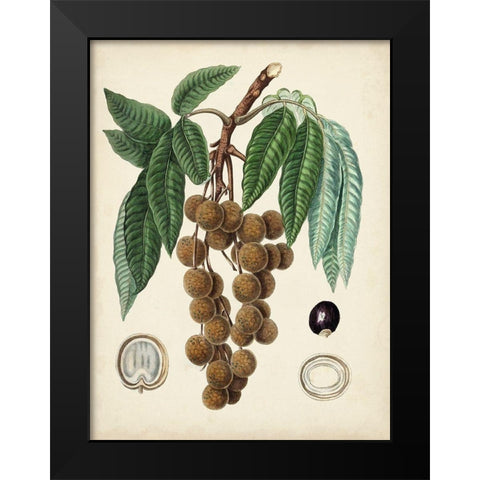 Antique Foliage and Fruit III Black Modern Wood Framed Art Print by Vision Studio