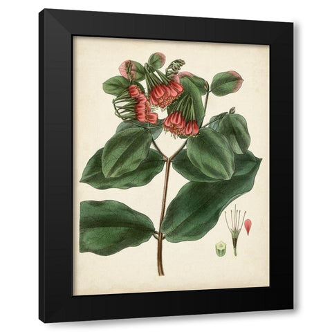Antique Foliage and Fruit IV Black Modern Wood Framed Art Print with Double Matting by Vision Studio