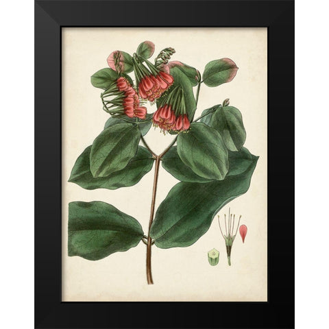 Antique Foliage and Fruit IV Black Modern Wood Framed Art Print by Vision Studio