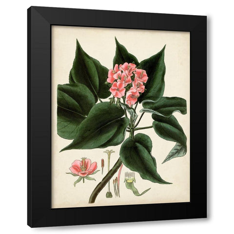 Antique Foliage and Fruit V Black Modern Wood Framed Art Print with Double Matting by Vision Studio