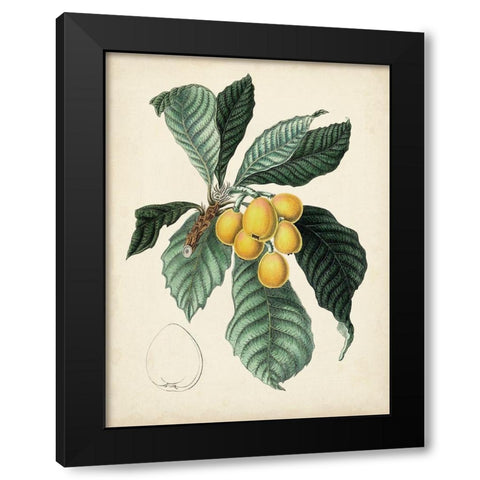 Antique Foliage and Fruit VI Black Modern Wood Framed Art Print with Double Matting by Vision Studio