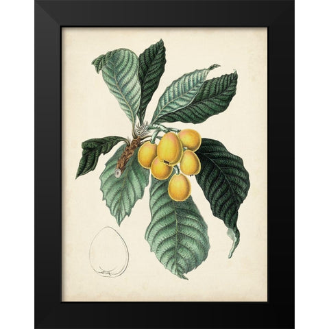 Antique Foliage and Fruit VI Black Modern Wood Framed Art Print by Vision Studio