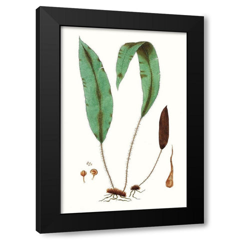 Fern Foliage III Black Modern Wood Framed Art Print with Double Matting by Vision Studio