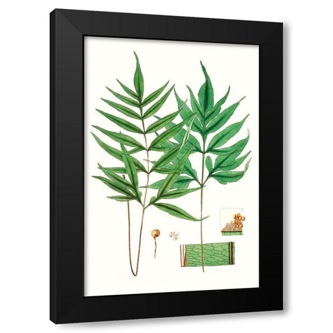 Fern Foliage IV Black Modern Wood Framed Art Print by Vision Studio