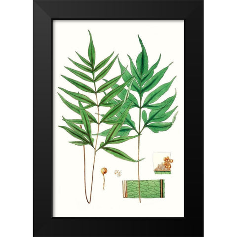 Fern Foliage IV Black Modern Wood Framed Art Print by Vision Studio