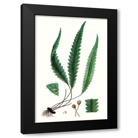 Fern Foliage V Black Modern Wood Framed Art Print with Double Matting by Vision Studio