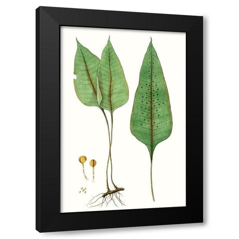 Fern Foliage VI Black Modern Wood Framed Art Print with Double Matting by Vision Studio