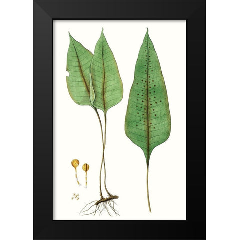 Fern Foliage VI Black Modern Wood Framed Art Print by Vision Studio