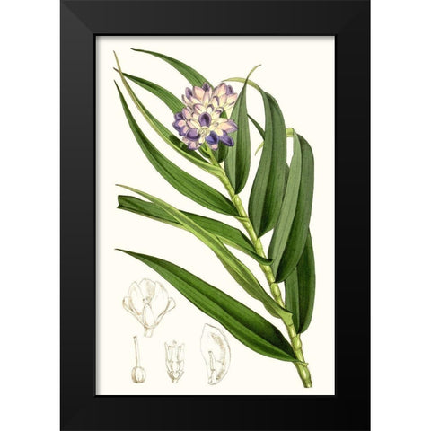 Tropical Plants II Black Modern Wood Framed Art Print by Curtis