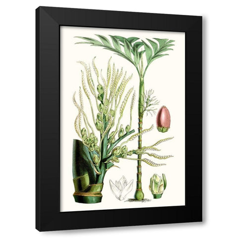Tropical Plants III Black Modern Wood Framed Art Print with Double Matting by Curtis