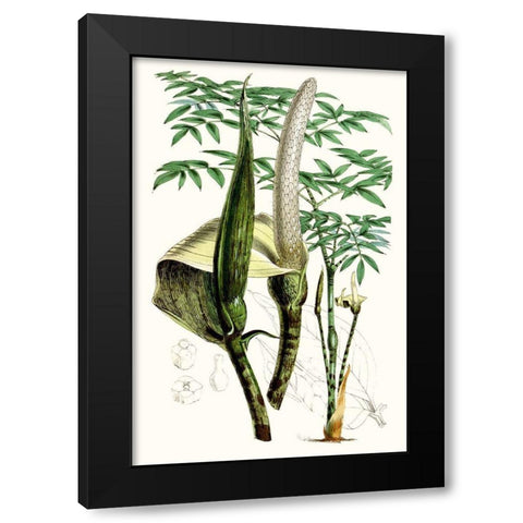 Tropical Plants IV Black Modern Wood Framed Art Print with Double Matting by Curtis