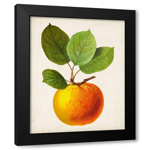 Antique Fruit I Black Modern Wood Framed Art Print by Vision Studio