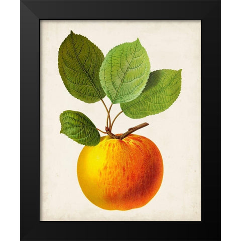 Antique Fruit I Black Modern Wood Framed Art Print by Vision Studio