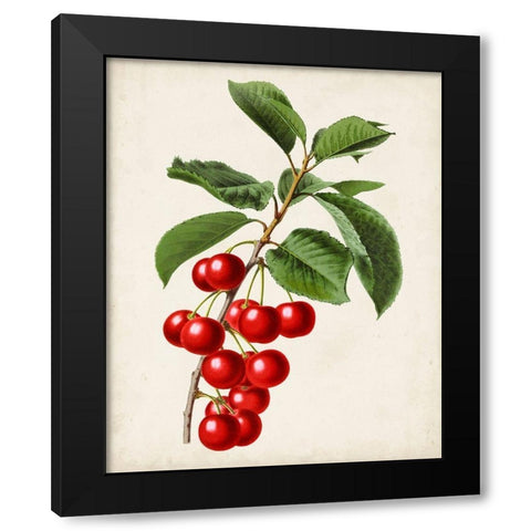Antique Fruit II Black Modern Wood Framed Art Print with Double Matting by Vision Studio
