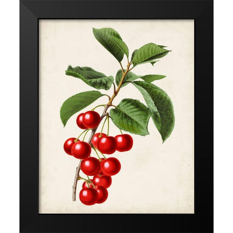 Antique Fruit II Black Modern Wood Framed Art Print by Vision Studio