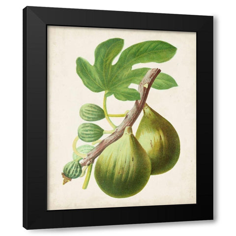 Antique Fruit IV Black Modern Wood Framed Art Print by Vision Studio