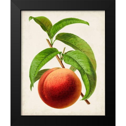 Antique Fruit V Black Modern Wood Framed Art Print by Vision Studio