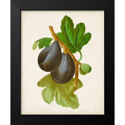 Antique Fruit VI Black Modern Wood Framed Art Print by Vision Studio