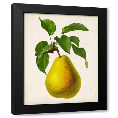 Antique Fruit VII Black Modern Wood Framed Art Print with Double Matting by Vision Studio