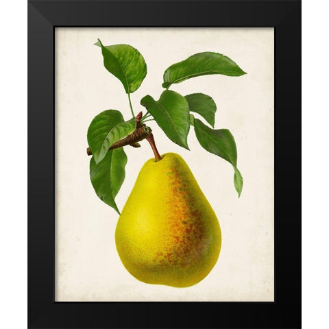 Antique Fruit VII Black Modern Wood Framed Art Print by Vision Studio