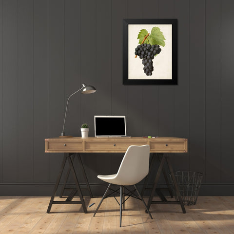 Antique Fruit VIII Black Modern Wood Framed Art Print by Vision Studio
