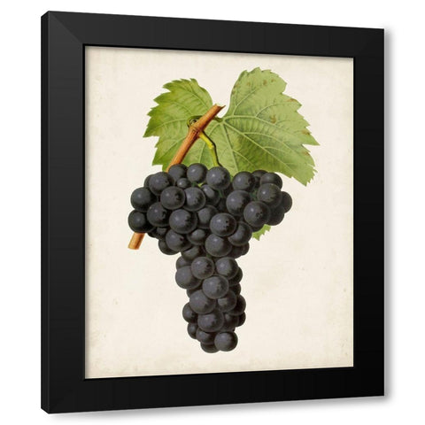 Antique Fruit VIII Black Modern Wood Framed Art Print with Double Matting by Vision Studio