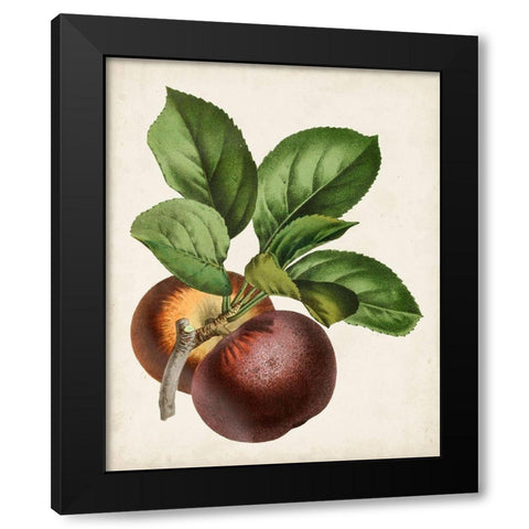 Antique Fruit IX Black Modern Wood Framed Art Print with Double Matting by Vision Studio