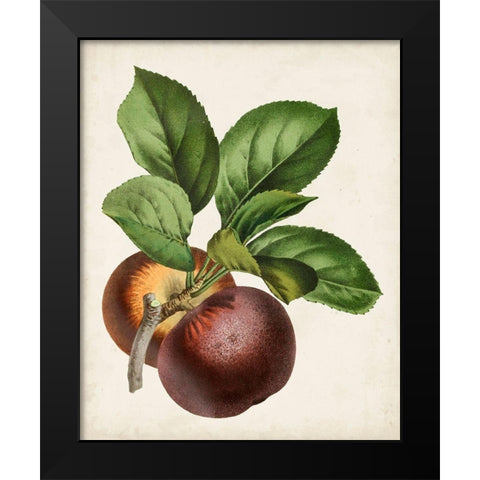 Antique Fruit IX Black Modern Wood Framed Art Print by Vision Studio
