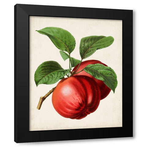 Antique Fruit X Black Modern Wood Framed Art Print with Double Matting by Vision Studio