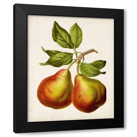 Antique Fruit XI Black Modern Wood Framed Art Print by Vision Studio