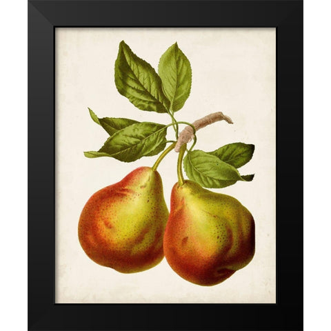 Antique Fruit XI Black Modern Wood Framed Art Print by Vision Studio
