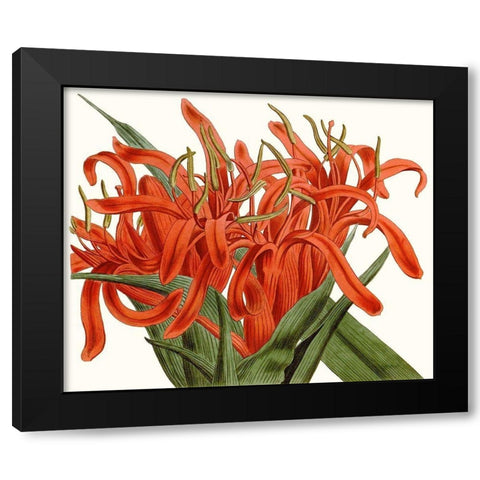 Striking Coral Botanicals I Black Modern Wood Framed Art Print with Double Matting by Curtis