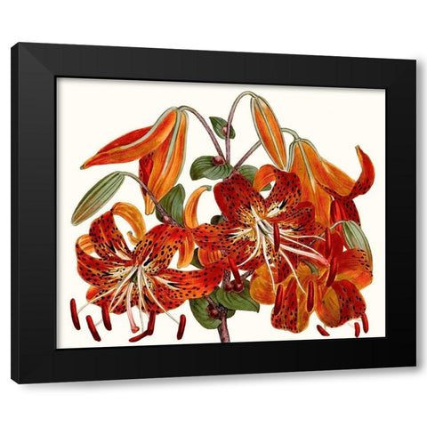 Striking Coral Botanicals II Black Modern Wood Framed Art Print with Double Matting by Curtis