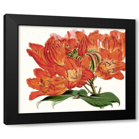Striking Coral Botanicals III Black Modern Wood Framed Art Print with Double Matting by Curtis