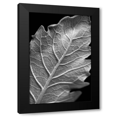 Striking Leaf I Black Modern Wood Framed Art Print with Double Matting by Stramel, Renee W.