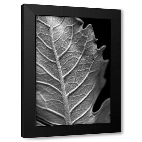 Striking Leaf II Black Modern Wood Framed Art Print by Stramel, Renee W.