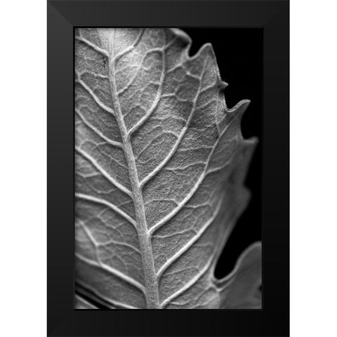 Striking Leaf II Black Modern Wood Framed Art Print by Stramel, Renee W.