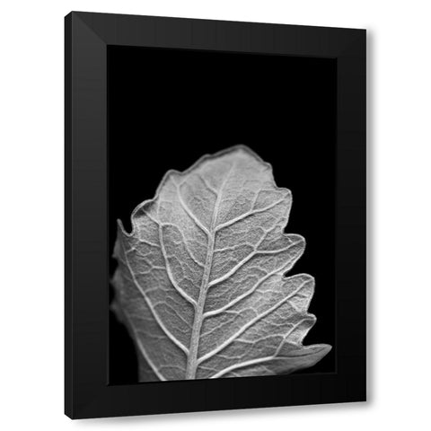 Striking Leaf III Black Modern Wood Framed Art Print with Double Matting by Stramel, Renee W.