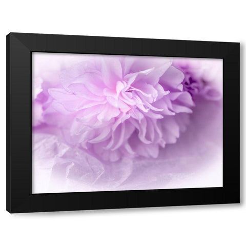 Dreamy Florals in Violet II Black Modern Wood Framed Art Print with Double Matting by Bane, Eva