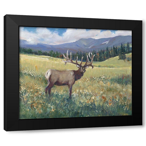Rocky Mountain Elk I Black Modern Wood Framed Art Print with Double Matting by OToole, Tim