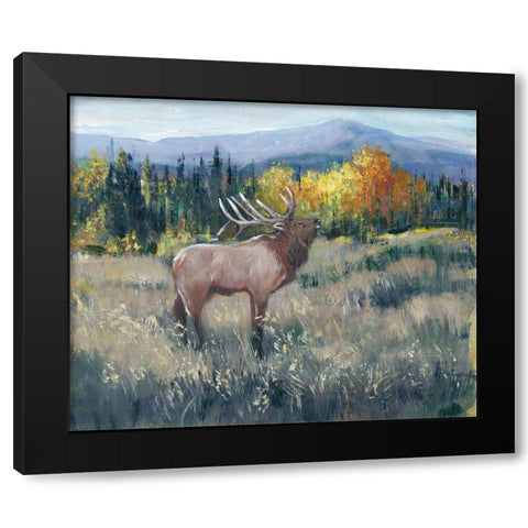 Rocky Mountain Elk II Black Modern Wood Framed Art Print with Double Matting by OToole, Tim