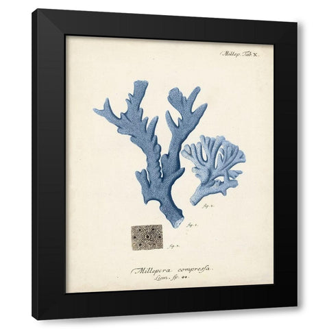 Antique Coral in Navy I Black Modern Wood Framed Art Print with Double Matting by Esper, Johann