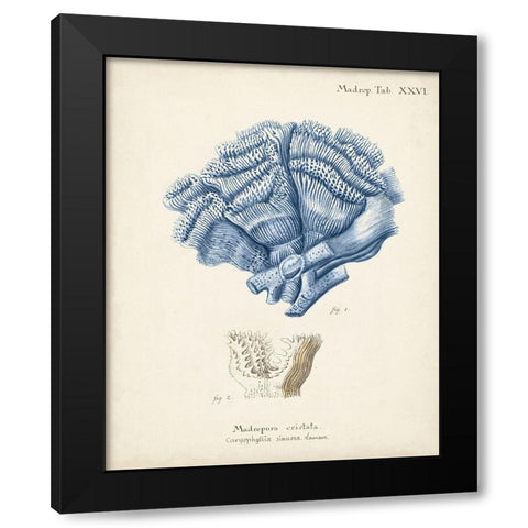 Antique Coral in Navy II Black Modern Wood Framed Art Print with Double Matting by Esper, Johann