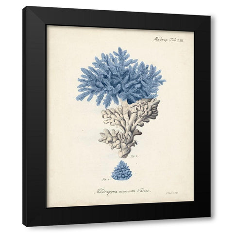 Antique Coral in Navy III Black Modern Wood Framed Art Print with Double Matting by Esper, Johann